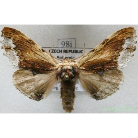 Ptilodon cucullina (Denis & Schiffermüller, 1775) Czech98i
